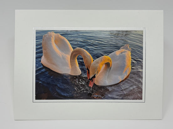 Swans In Love (Photo Card)