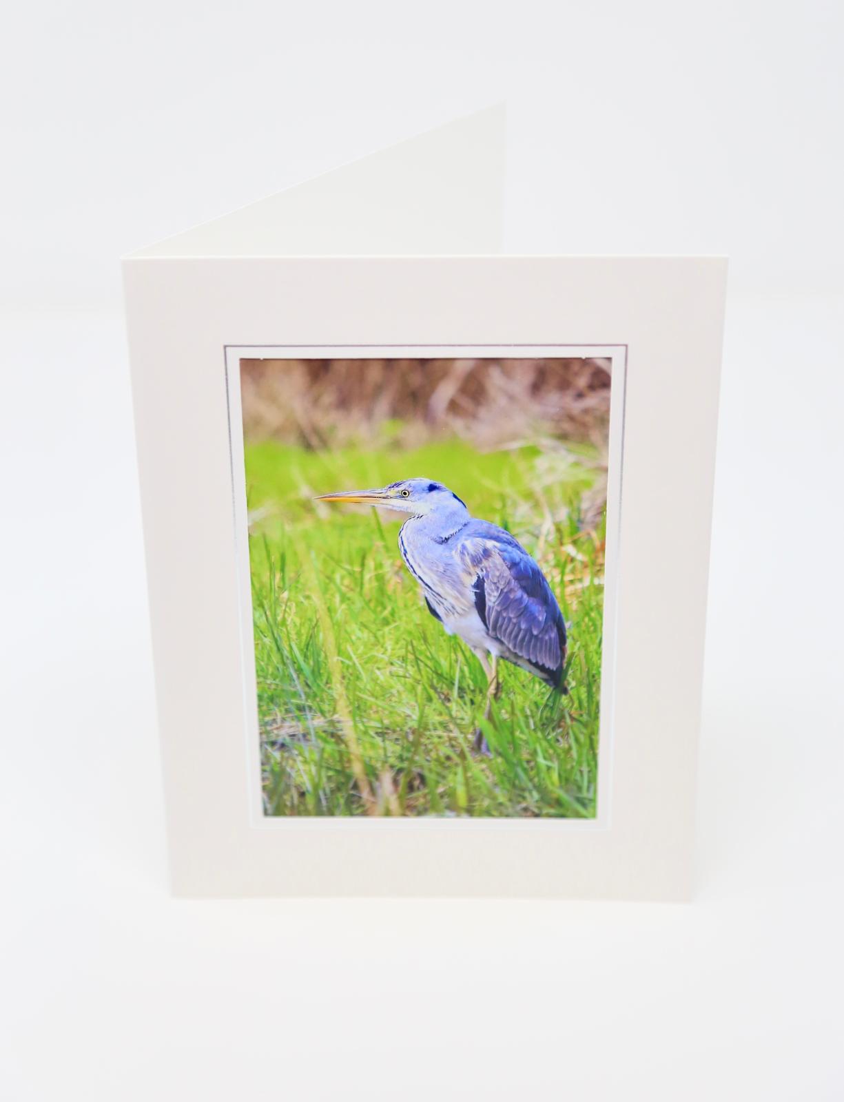 Gorgeous Grey Heron (Photo Card)