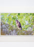 Young Buzzard (Photo Card)