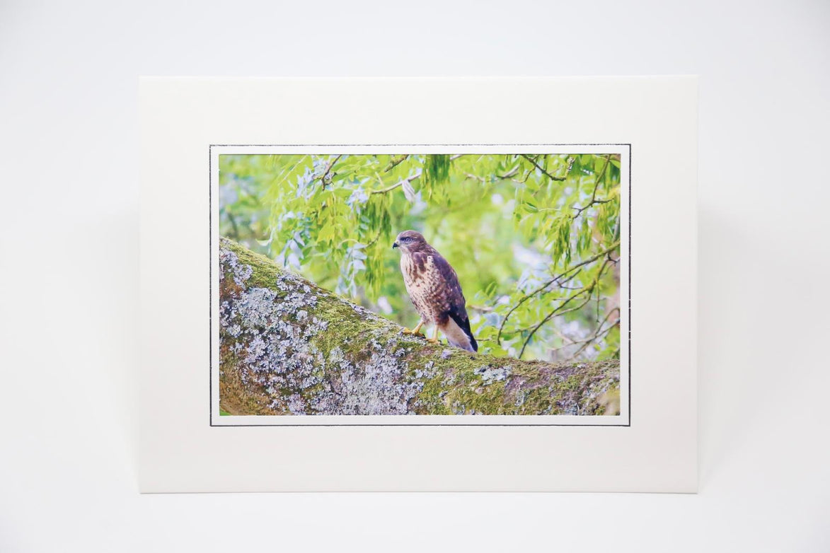 Young Buzzard (Photo Card)