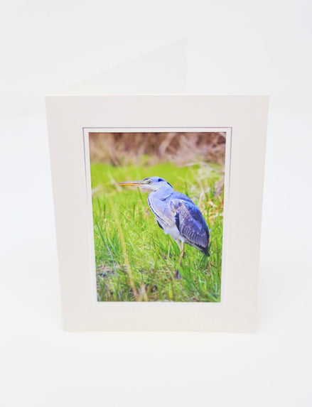 Gorgeous Grey Heron (Photo Card)
