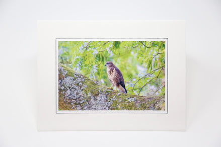 Young Buzzard (Photo Card)