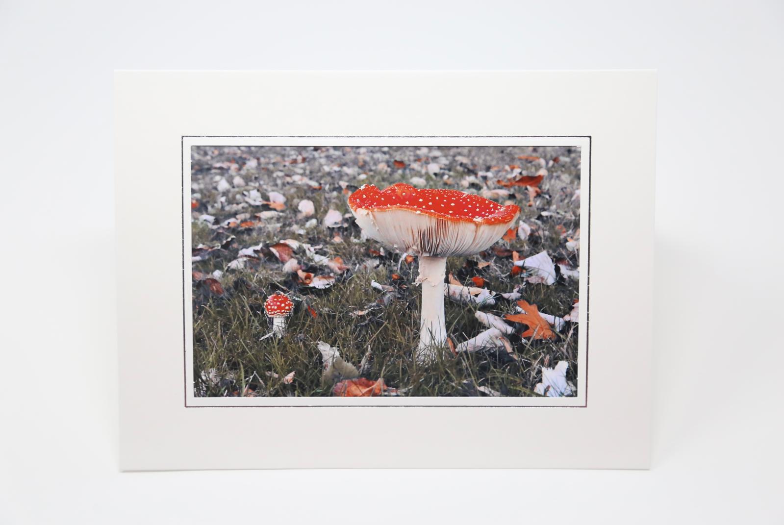 Fly Agarics (Photo Card)
