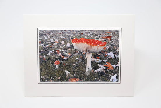 Fly Agarics (Photo Card)