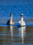 A Couple of Swans 2 (photo)