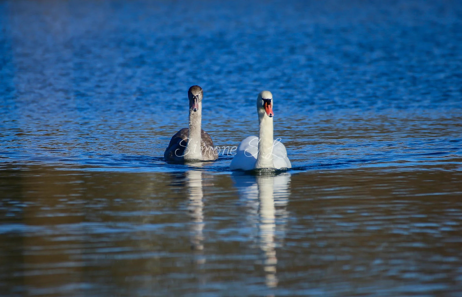 A Couple of Swans 2 (photo)