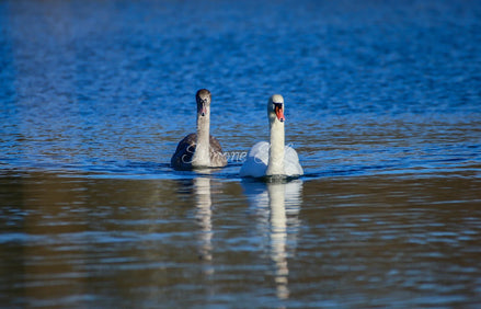 A Couple of Swans 2 (photo)