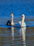 A Couple Of Swans 3 (photo)