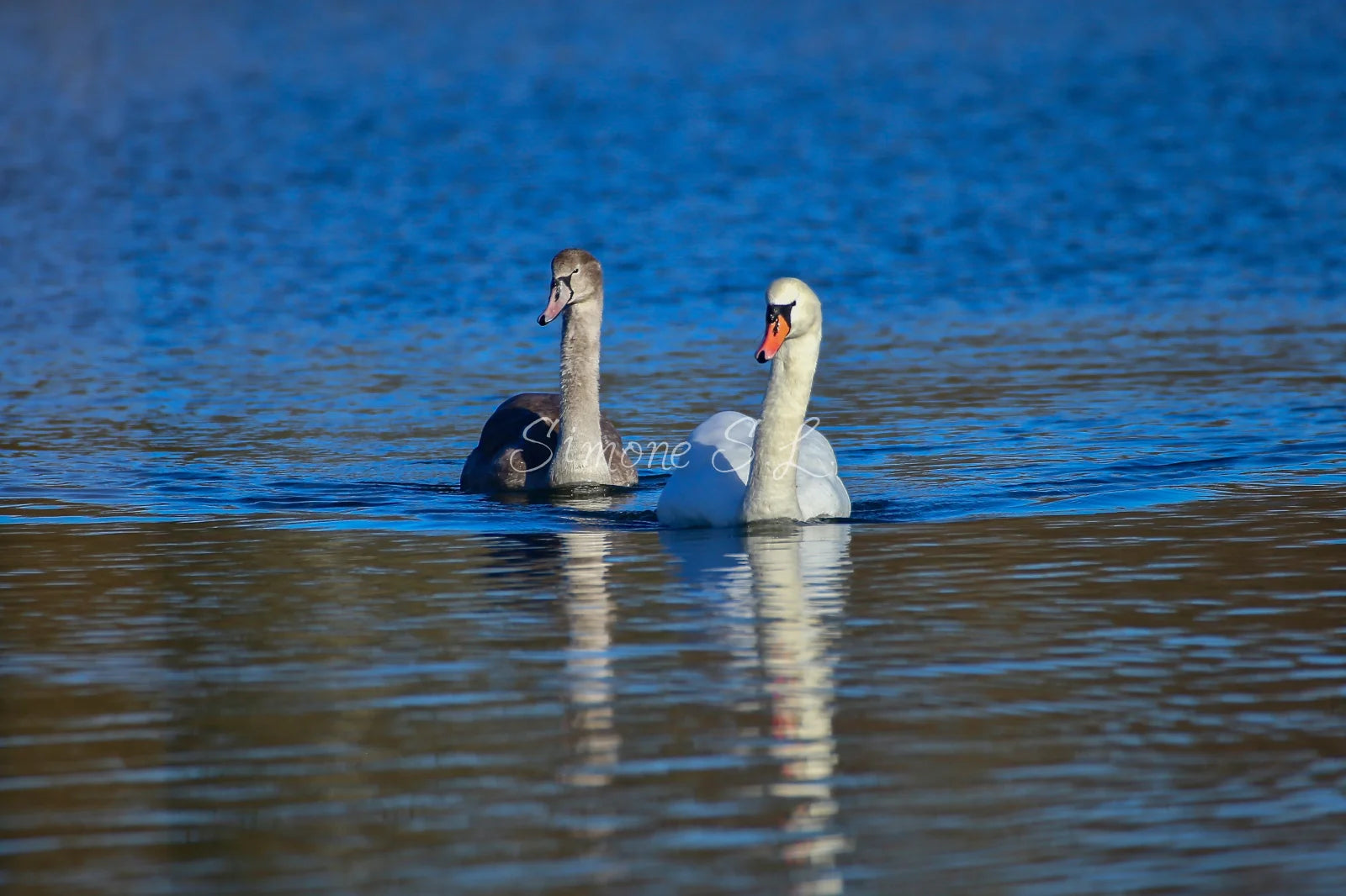 A Couple Of Swans 3 (photo)