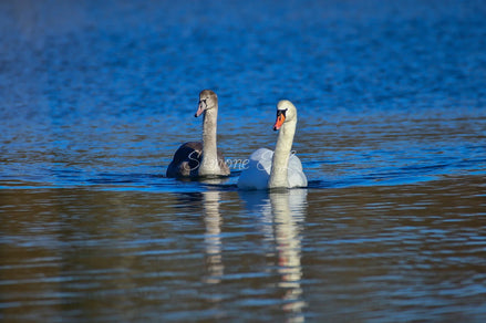 A Couple Of Swans 3 (photo)
