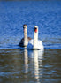 A Couple of Swans (photo)