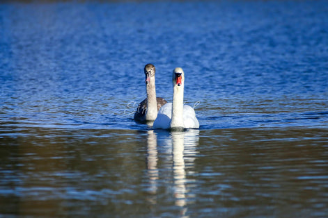 A Couple of Swans (photo)