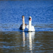 A Couple of Swans (photo) - Landscape