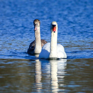 A Couple of Swans (photo) - Portrait