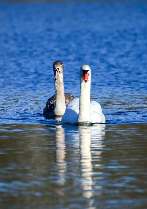 A Couple of Swans (photo) - Portrait