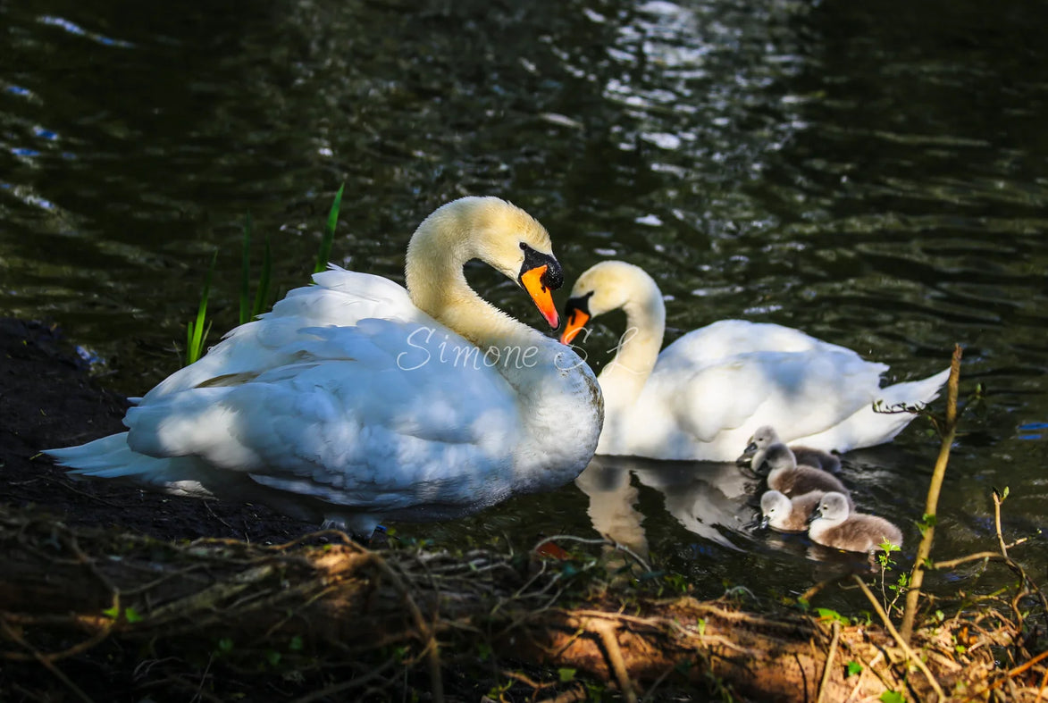 A Happy Family (photo)
