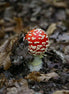 A Young Fly Agaric (photo)