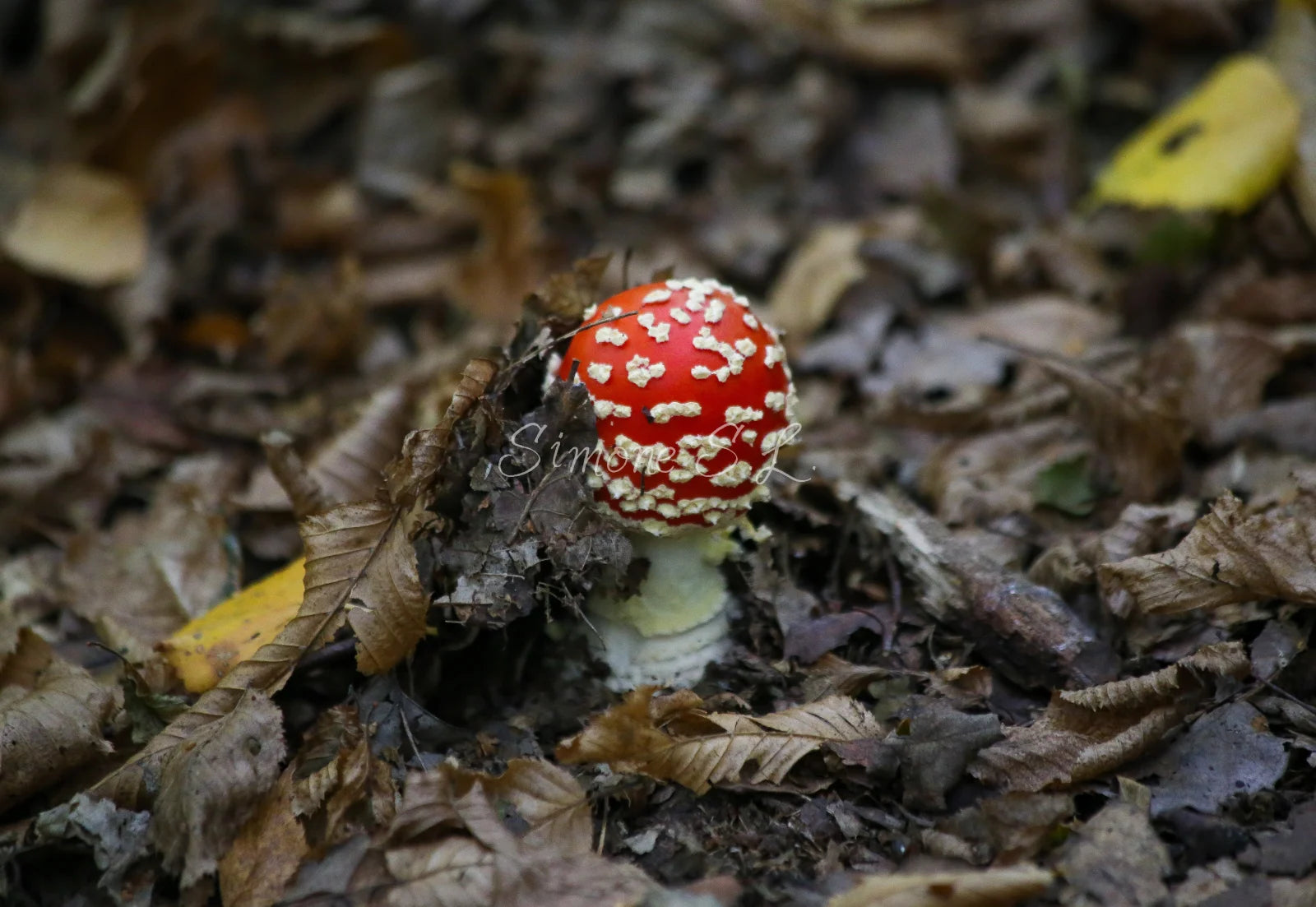 A Young Fly Agaric (photo)