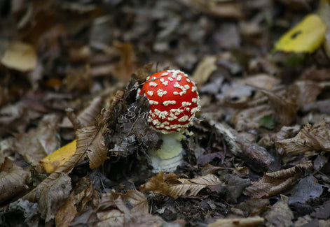 A Young Fly Agaric (photo)