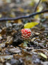 A Young Fly Agaric (photo)