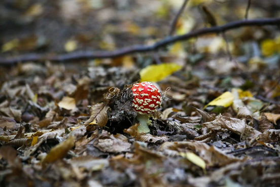 A Young Fly Agaric (photo)