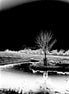Abstract Spooky Woods (photo)