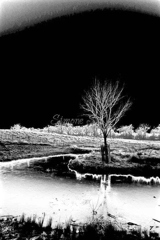 Abstract Spooky Woods (photo)
