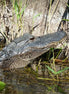 American Alligator 2 (photo)