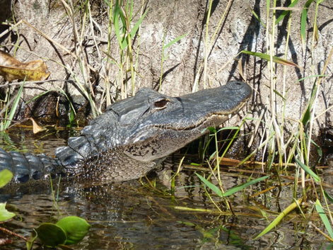 American Alligator 2 (photo)