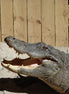 American Alligator (photo)