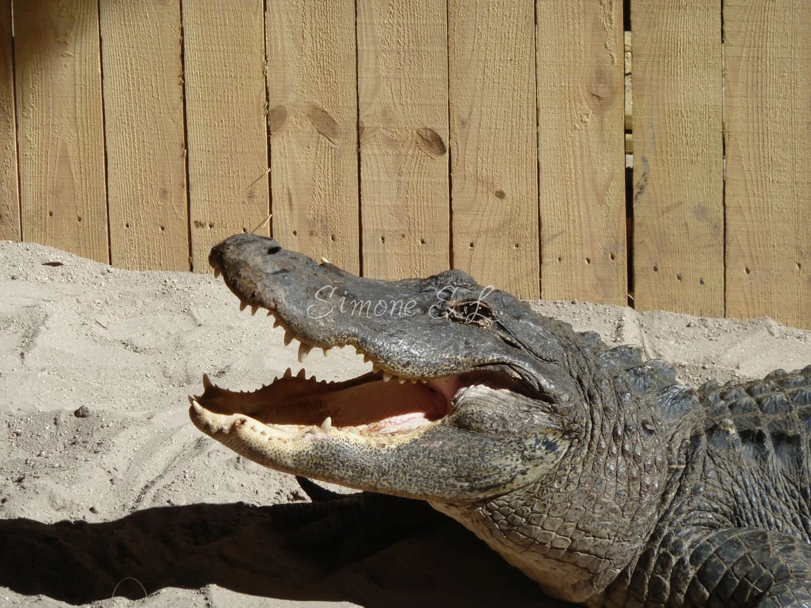 American Alligator (photo)