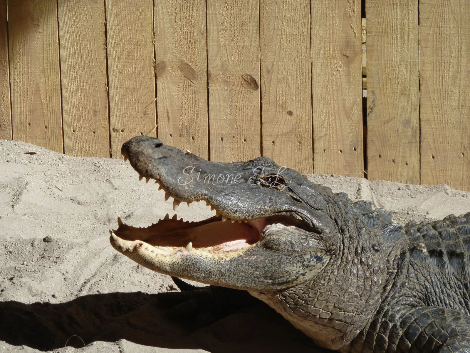 American Alligator (photo)