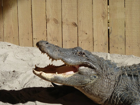 American Alligator (photo)