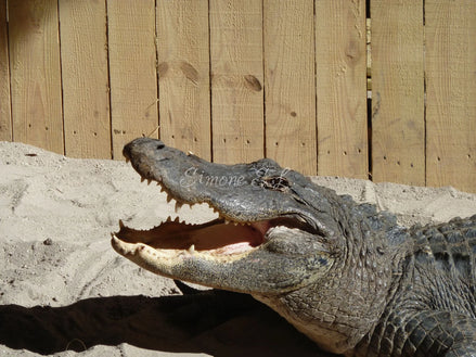 American Alligator (photo)