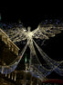 Angel (photo)