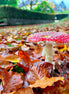 Autumn Fly Agaric (photo)