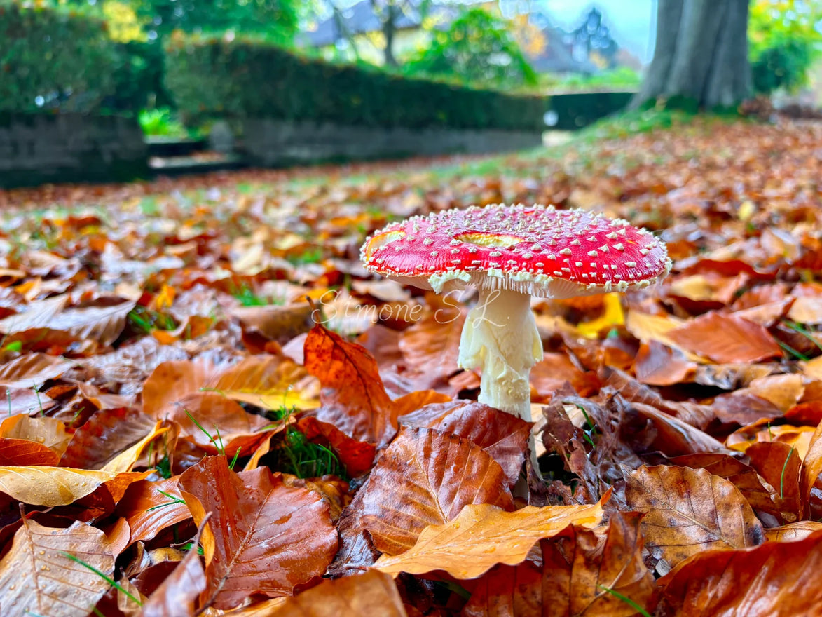 Autumn Fly Agaric (photo)