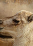 Baby Dromedary Camel 1 (photo)