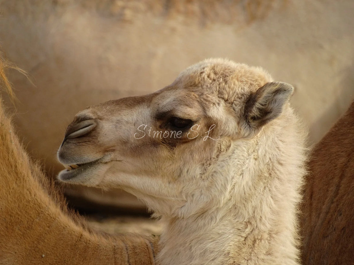 Baby Dromedary Camel 1 (photo)