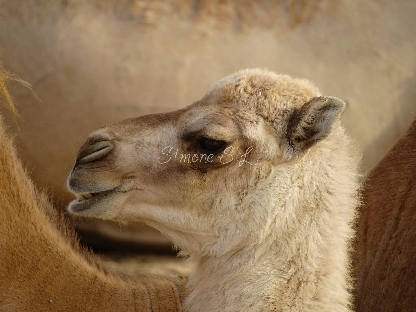 Baby Dromedary Camel 1 (photo)