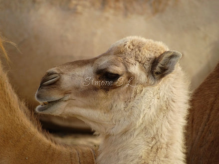 Baby Dromedary Camel 1 (photo)
