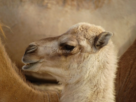 Baby Dromedary Camel 1 (photo)