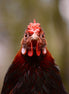 Bantam Chicken (photo)