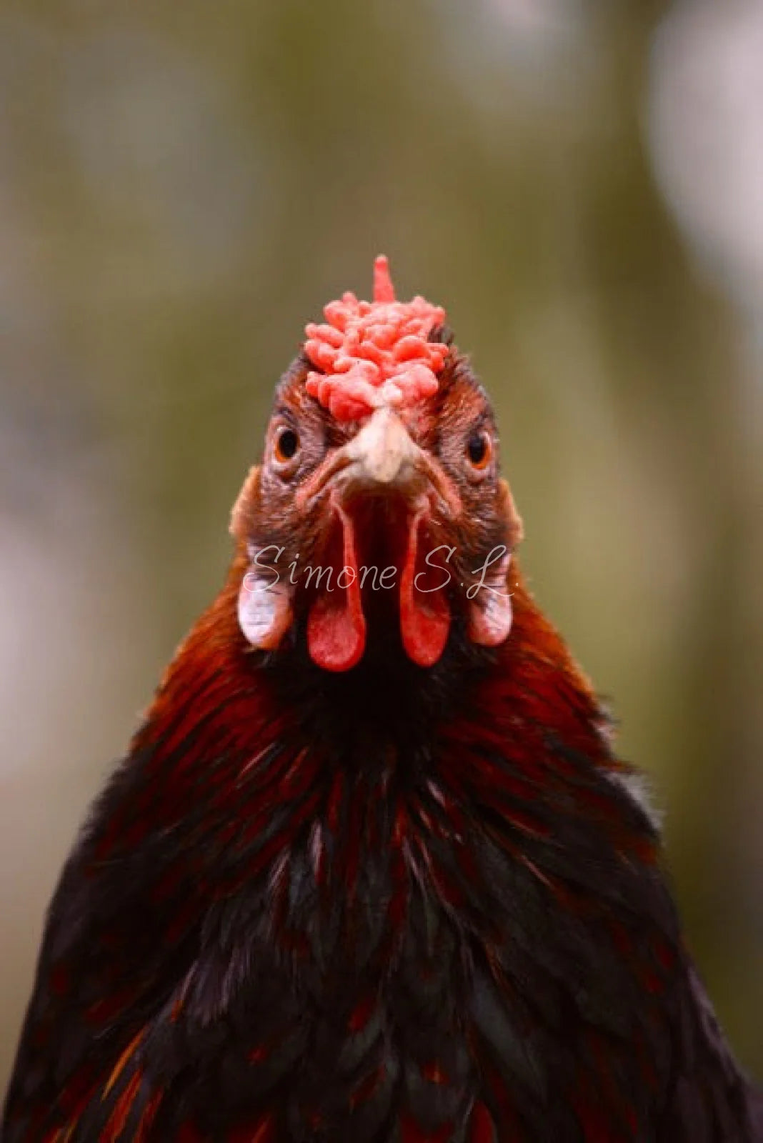 Bantam Chicken (photo)
