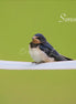 Barn Swallow 2 (photo)