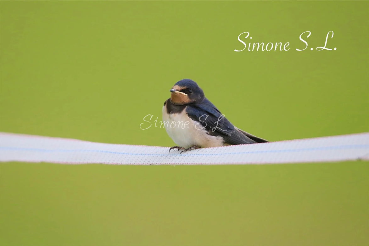 Barn Swallow 2 (photo)