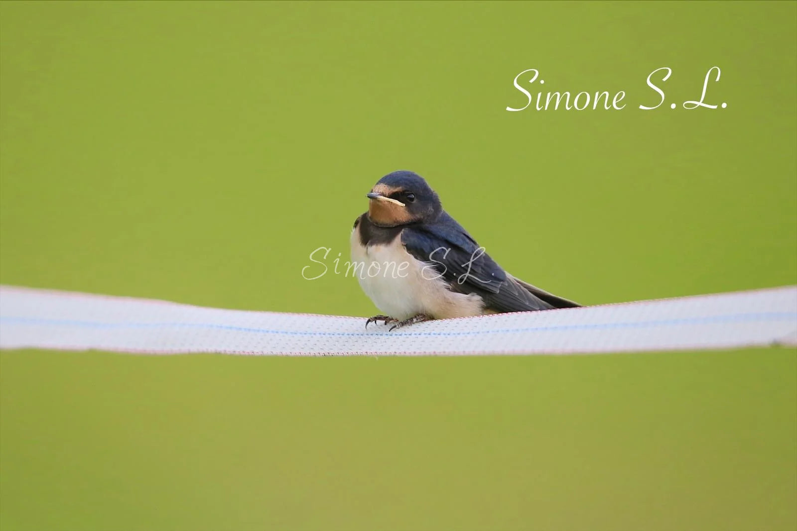 Barn Swallow 2 (photo)