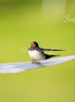 Barn Swallow (photo)