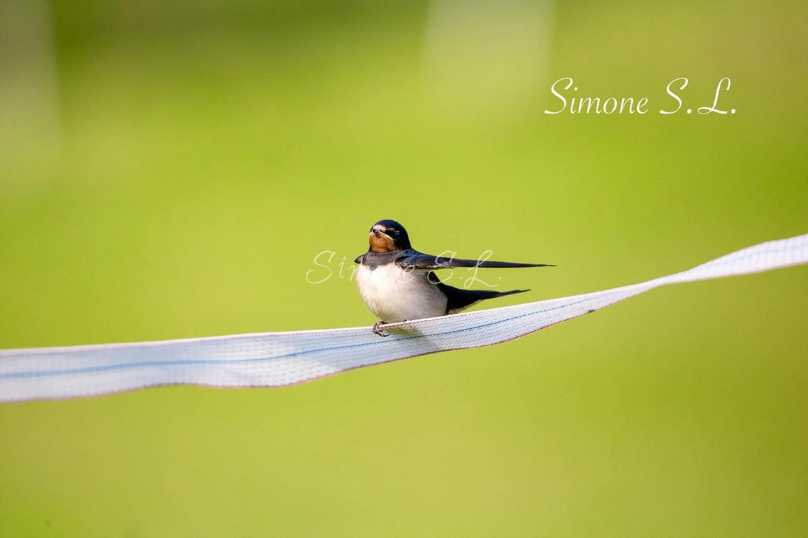 Barn Swallow (photo)