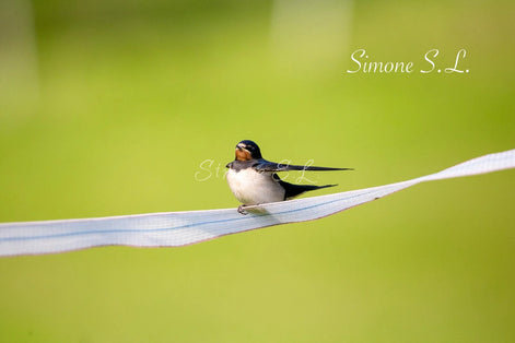 Barn Swallow (photo)